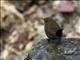 Eurasian Wren (Troglodytes troglodytes)