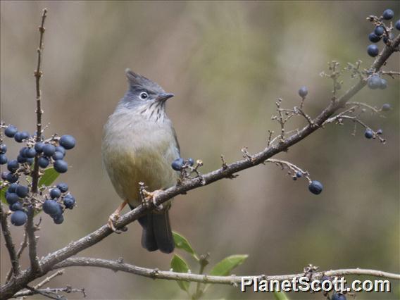 Stripe-throated Yuhina (Yuhina gularis)