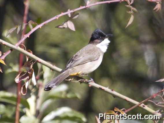 Brown-breasted Bulbul (Pycnonotus xanthorrhous)