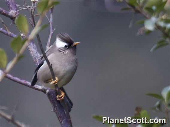 White-collared Yuhina (Parayuhina diademata)