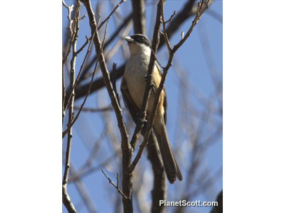 Gray-backed Shrike (Lanius tephronotus)