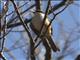 Gray-backed Shrike (Lanius tephronotus)