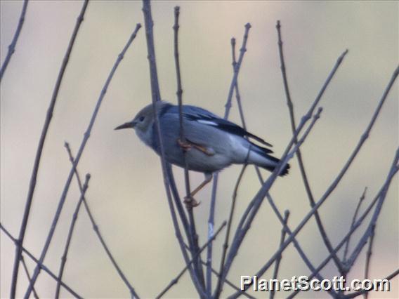 Red-billed Starling (Spodiopsar sericeus)