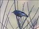 Red-billed Starling (Spodiopsar sericeus)