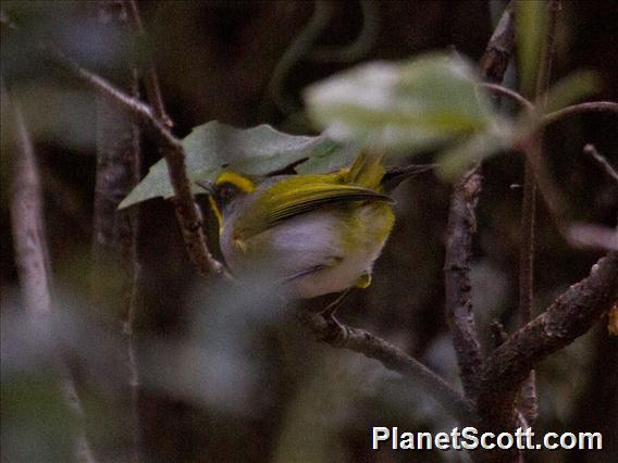 Black-faced Warbler (Abroscopus schisticeps)