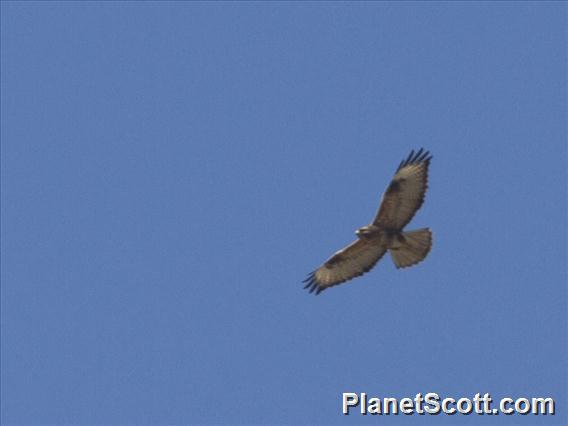 Himalayan Buzzard (Buteo refectus)