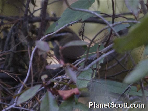 Rusty-capped Fulvetta (Schoeniparus dubius)