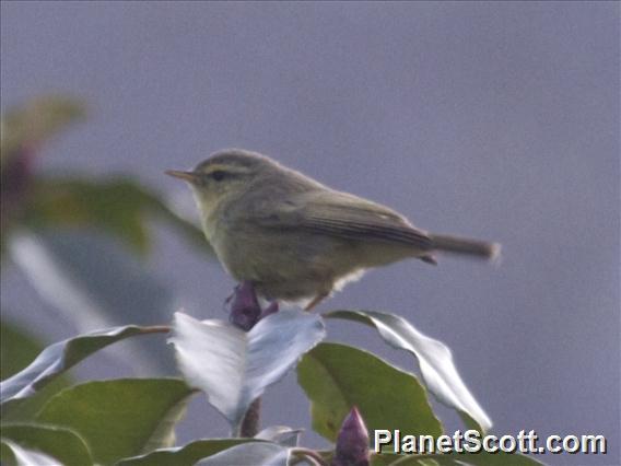 Tickell's Leaf-Warbler (Phylloscopus affinis)