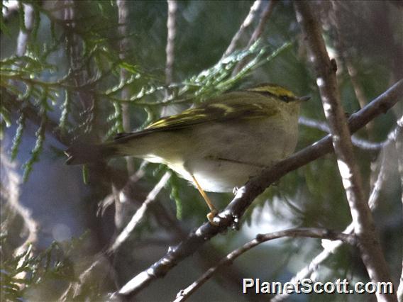 Pallas's Leaf Warbler (Phylloscopus proregulus)