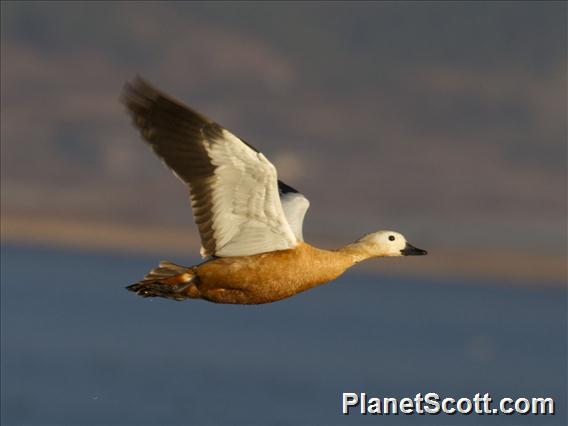 Ruddy Shelduck (Tadorna ferruginea)