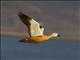 Ruddy Shelduck (Tadorna ferruginea)