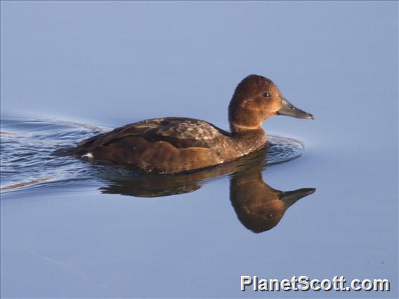 Ferruginous Duck (Aythya nyroca)