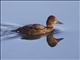 Ferruginous Pochard (Aythya nyroca) - Female