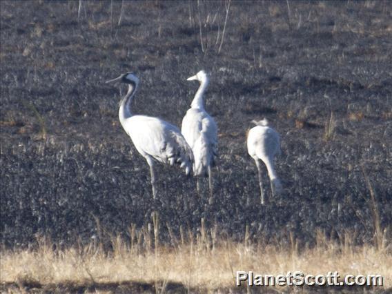 Common Crane (Grus grus)