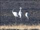 Common Crane (Grus grus)