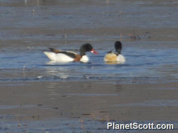 Common Shelduck (Tadorna tadorna)