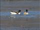 Common Shelduck (Tadorna tadorna)