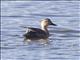 Eastern Spot-billed Duck (Anas zonorhyncha)