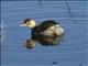 Little Grebe (Tachybaptus ruficollis)