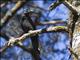 Large-billed Crow (Corvus macrorhynchos)