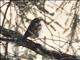 Dusky Thrush (Turdus eunomus)