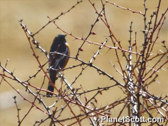 White-throated Redstart (Phoenicurus schisticeps)