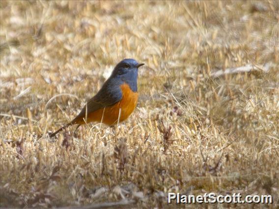 Blue-fronted Redstart (Phoenicurus frontalis)