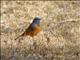 Blue-fronted Redstart (Phoenicurus frontalis)