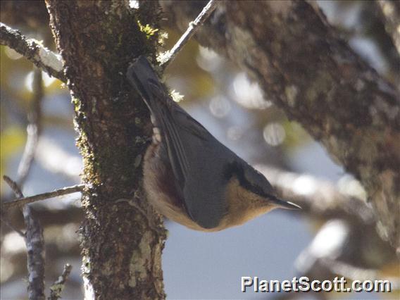 Chestnut-vented Nuthatch (Sitta nagaensis)