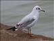 Black-headed Gull (Chroicocephalus ridibundus)