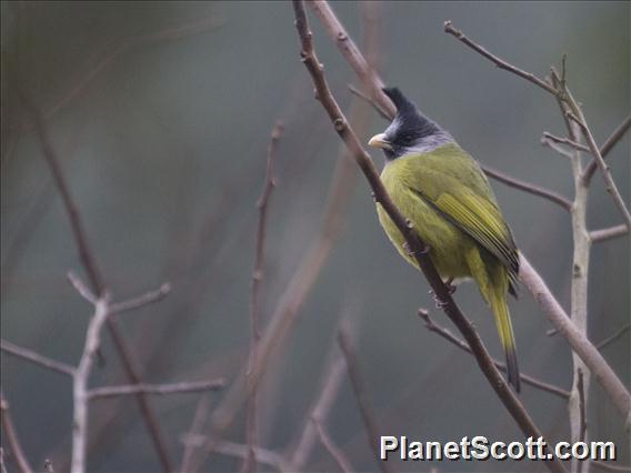 Crested Finchbill (Spizixos canifrons)