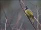 Crested Finchbill (Spizixos canifrons)