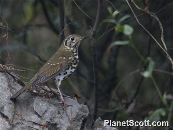 Chinese Thrush (Turdus mupinensis)