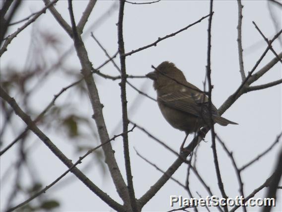 Dark-breasted Rosefinch (Procarduelis nipalensis)