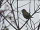 Dark-breasted Rosefinch (Procarduelis nipalensis) - Female