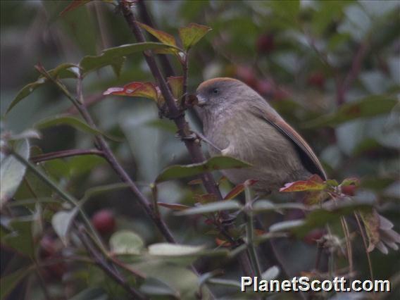 Ashy-throated Parrotbill (Suthora alphonsiana)