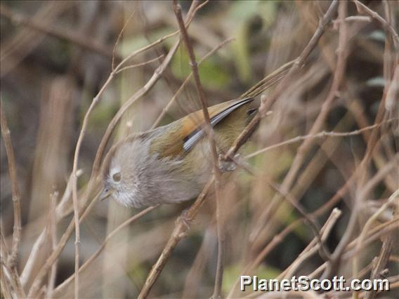 Spectacled Fulvetta (Fulvetta ruficapilla)