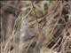 Spectacled Fulvetta (Fulvetta ruficapilla)