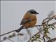 Long-tailed Shrike (Lanius schach)