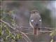 Daurian Redstart (Phoenicurus auroreus) - Female