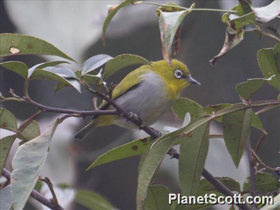 Indian White-eye (Zosterops palpebrosus)