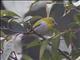 Indian White-eye (Zosterops palpebrosus)