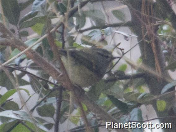 Chinese Leaf Warbler (Phylloscopus yunnanensis)