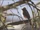 Pink-rumped Rosefinch (Carpodacus waltoni)