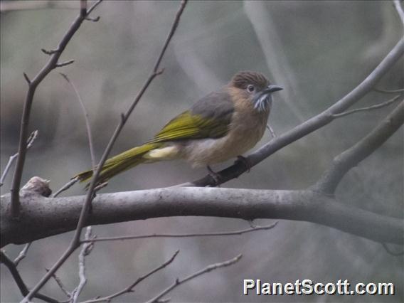 Mountain Bulbul (Ixos mcclellandii)