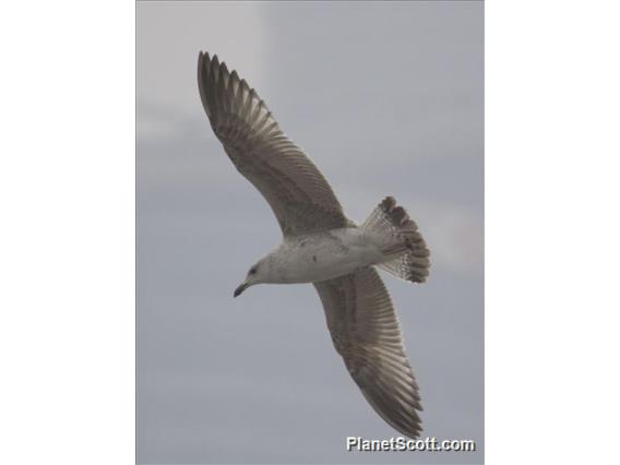 Mongolian Gull (Larus mongolicus)