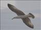 Mongolian Gull (Larus mongolicus)