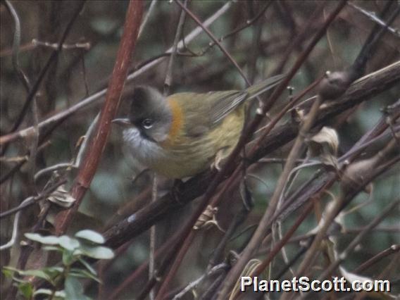 Whiskered Yuhina (Yuhina flavicollis)