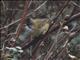 Whiskered Yuhina (Yuhina flavicollis)