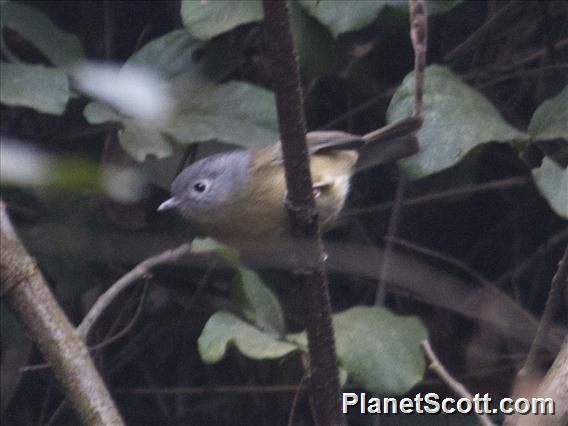 Yunnan Fulvetta (Alcippe fratercula)